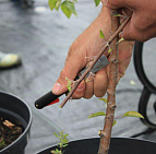 День рождения ресторана Джамбу 2014 - садовый центр Южный
 День рождения ресторана Джамбу 2014