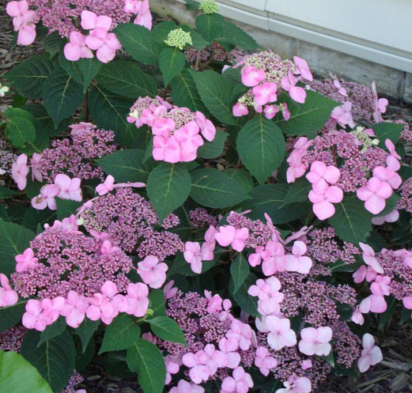 Гортензия крупнолистная 'Твист энд шаут Пинк'