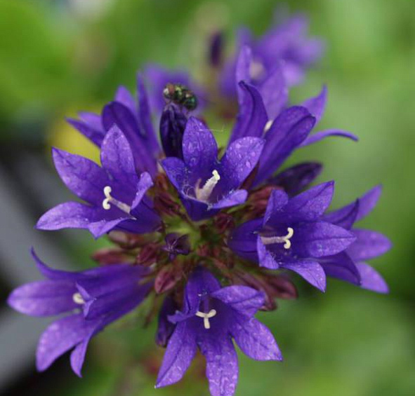 Колокольчик скученный Специоза