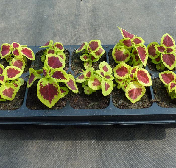 Колеус Блюме