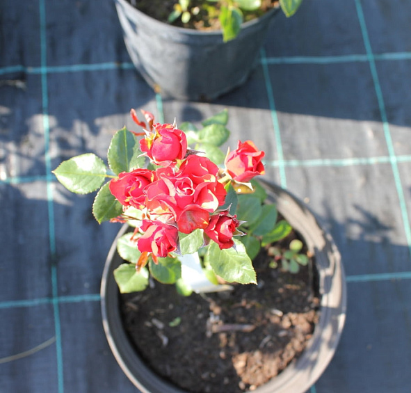 Роза 'Бордер Кинг' (миниатюрные) (красная)