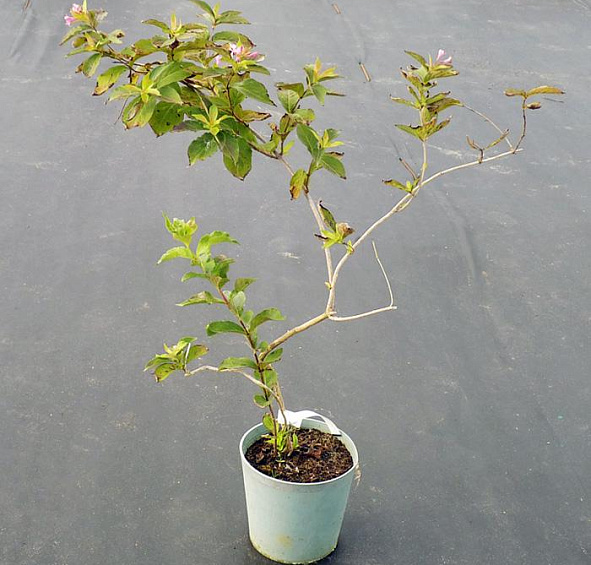 Вейгела раннецветущая 'Стириака'