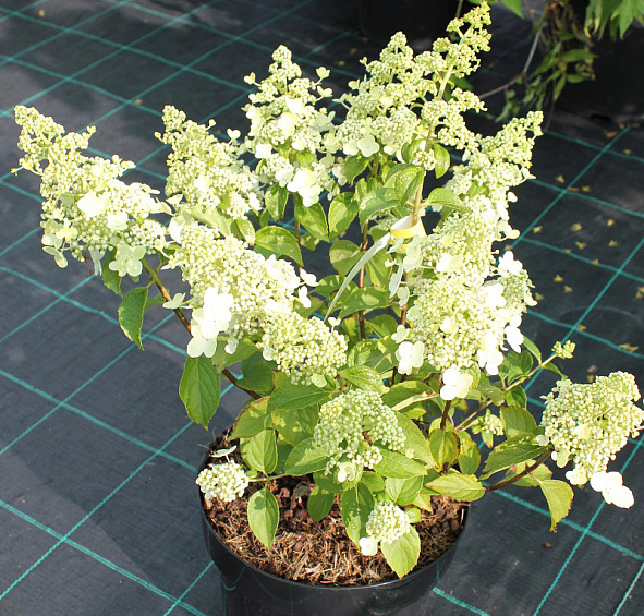 Гортензия метельчатая 'Брюсель Ласе'