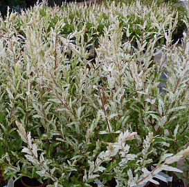 Ива цельнолистная 'Хакуро-Нишики'