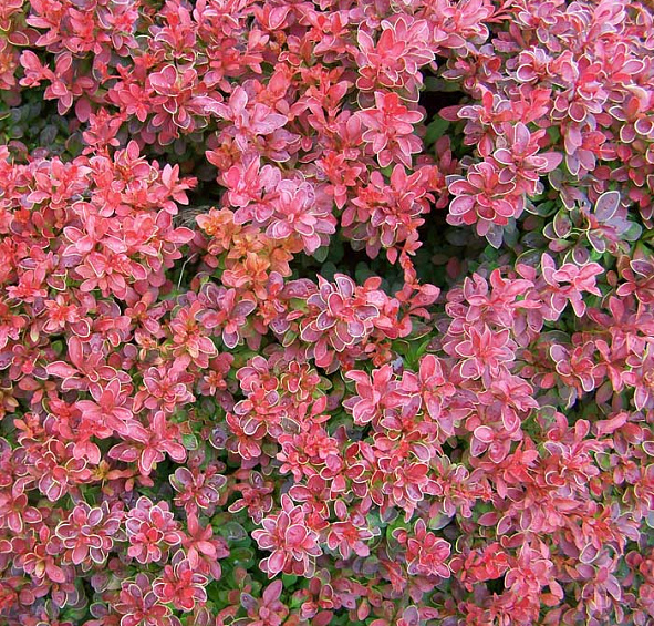 Барбарис Тунберга 'Адмирейшн'