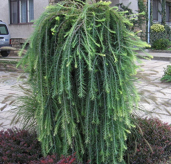 Лиственница европейская 'Пули'