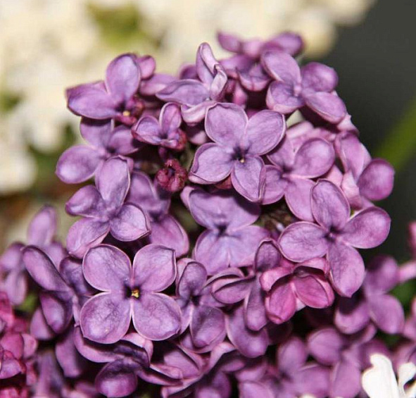 Сирень обыкновенная 'Людвиг Шпет' (фиолетово - розовая)