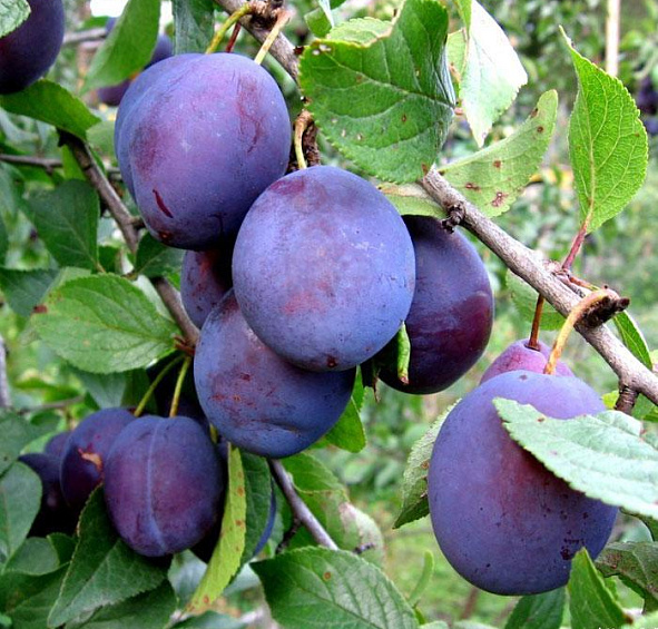 Слива 'Яичная синяя'