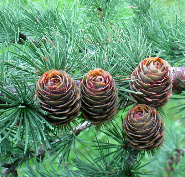 Лиственница тонкочешуйчатая (японская)