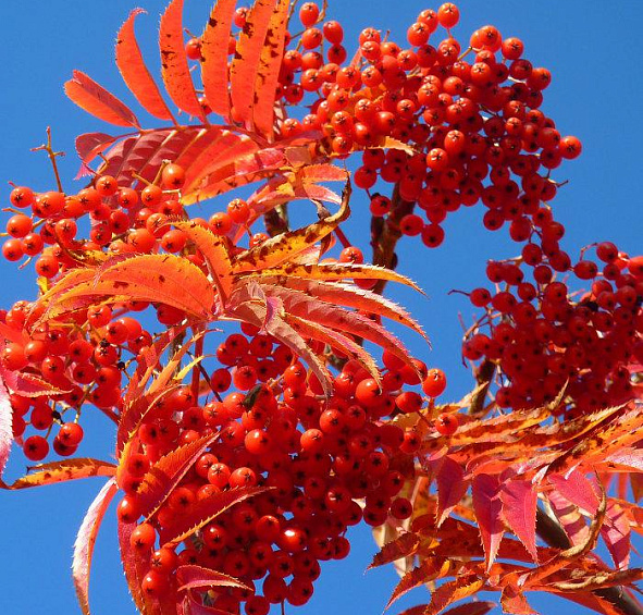 Рябина смешанная