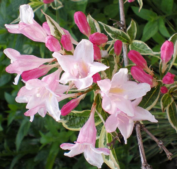 Вейгела раннецветущая 'Сплендид'