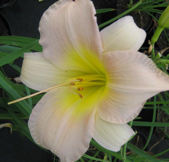 Лилейник Катерина Вудбери