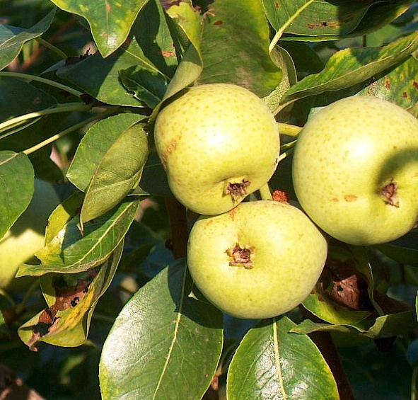 Груша Тихоновка