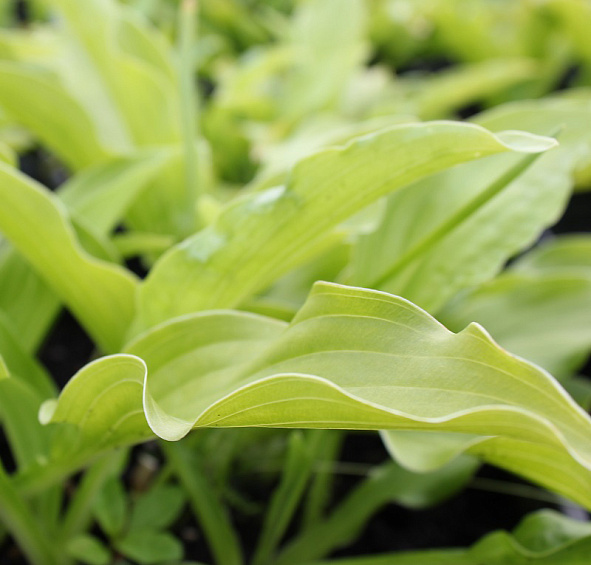 Хоста гибридная 'Либерти'