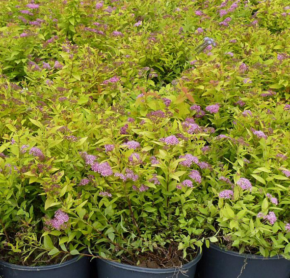 Спирея японская 'Голдмаунд'