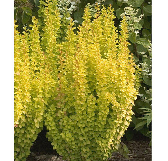 Барбарис Тунберга 'Голден Рокет'