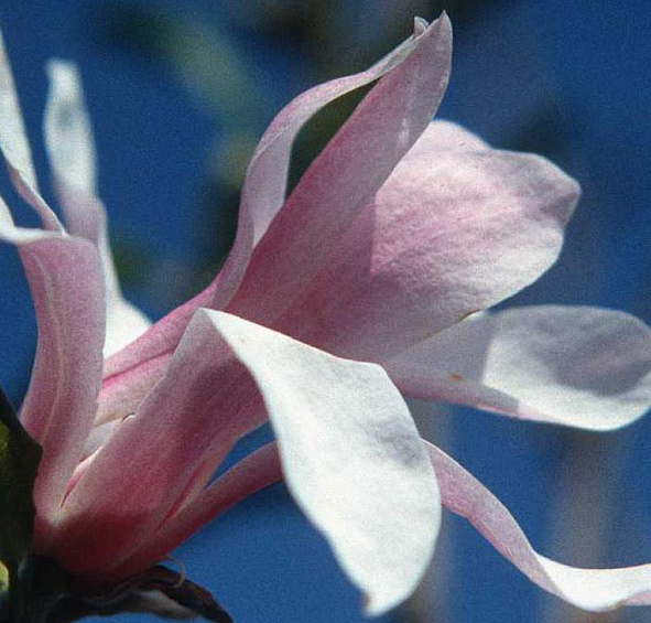 Магнолия звёздчатая 'Роял Стар'