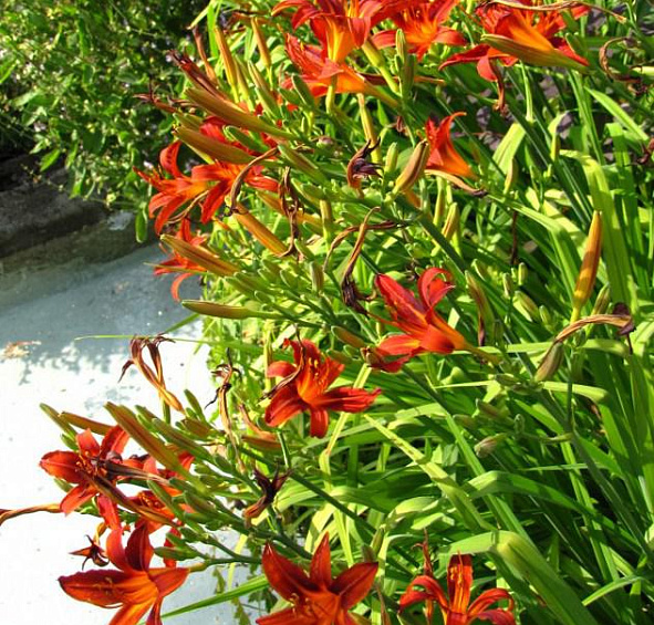 Лилейник Кримсон Пират