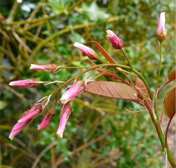 Ирга древовидная Робин Хилл (Robin Hill)