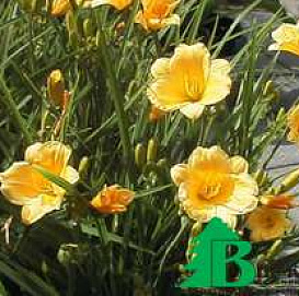 Лилейник гибридный 'Стелла де Оро'