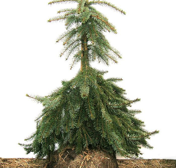 Ель сербская Пендула Брунс (Pendula Bruns)