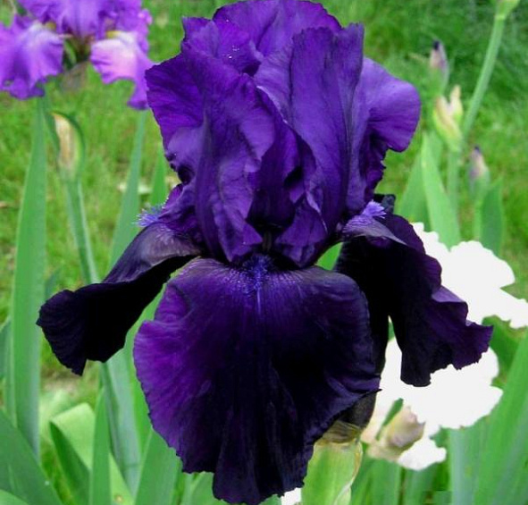 Ирис германский (бородатый) 'Тукседо' 