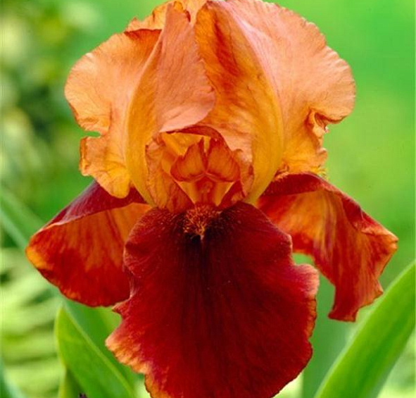 Ирис германский (бородатый) 'Натчез Трейс' 