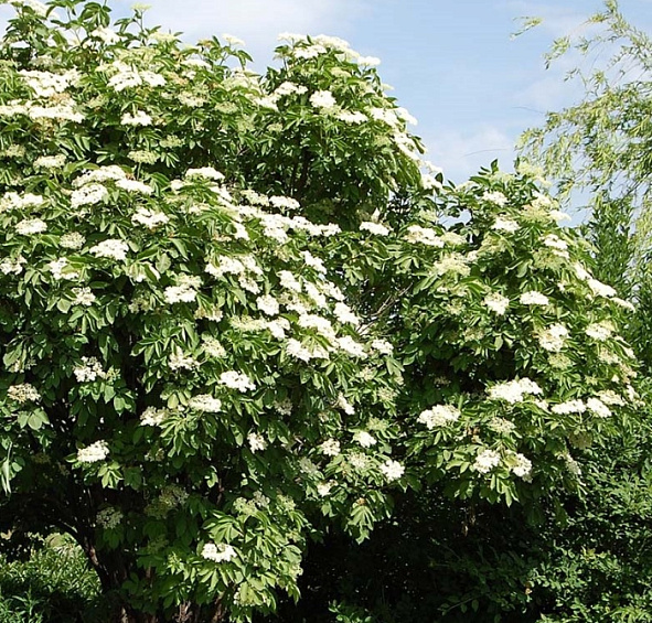 Бузина черная