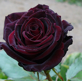 Роза 'Блек Меджик' (чайно-гибридная)