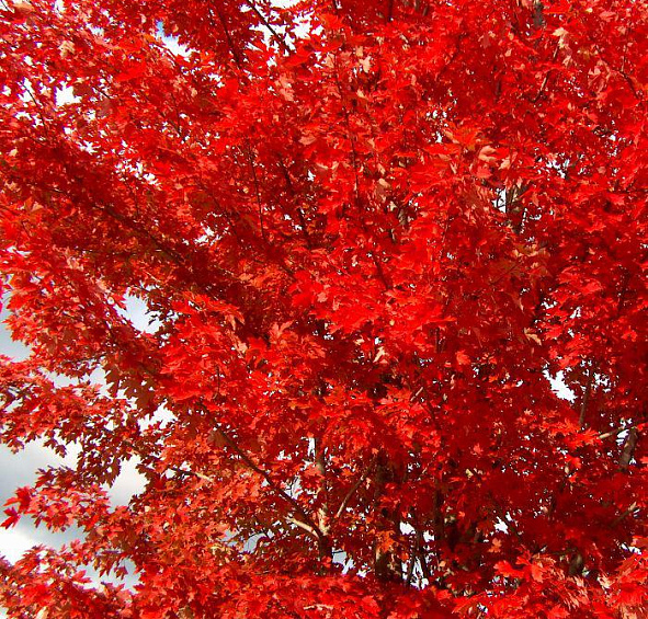 Клен Фримана 'Аутум Блэйз'