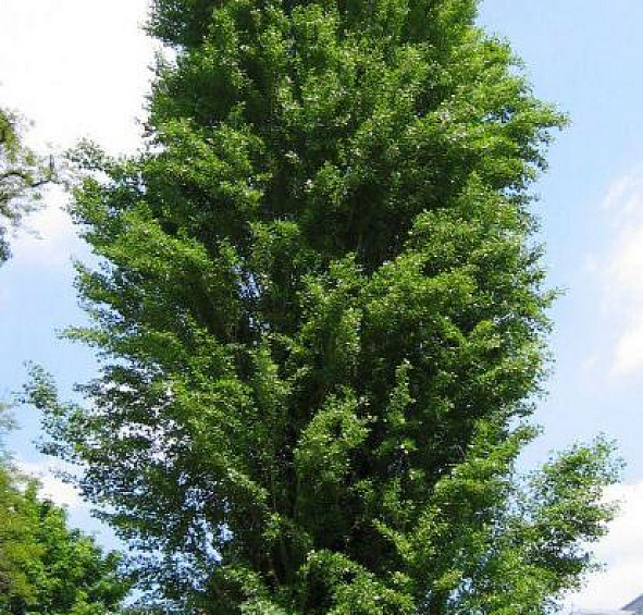 Тополь пирамидальный (черный, итальянский)