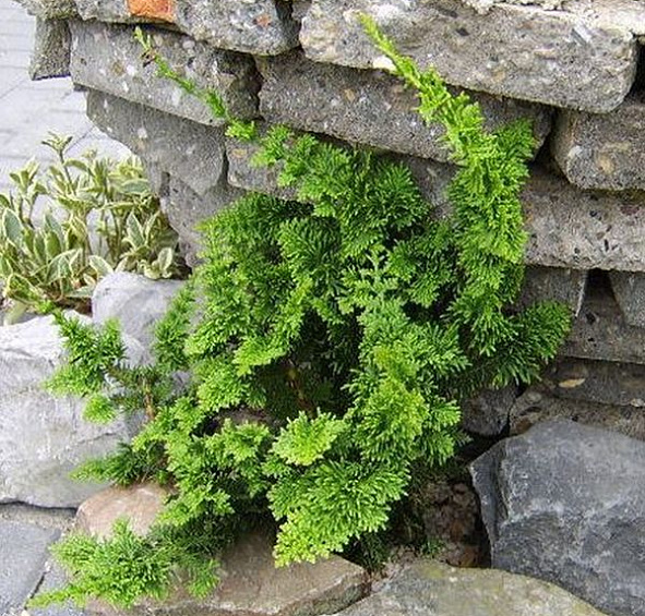 Кипарисовик тупой 'Тедди Бир'