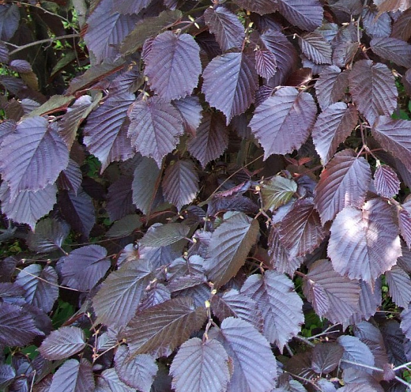 Лещина крупная 'Пурпуреа'