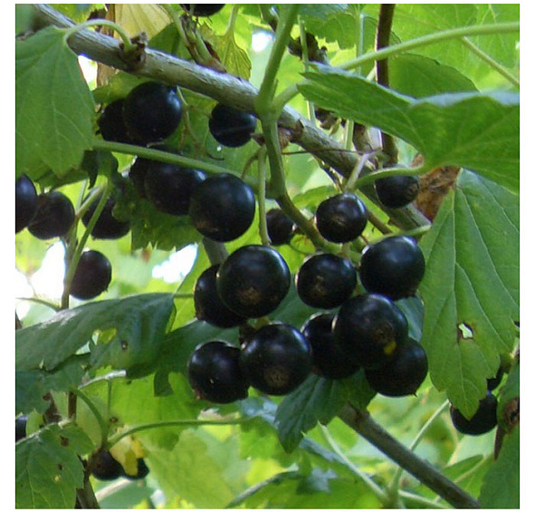 Смородина черная 'Вологда'