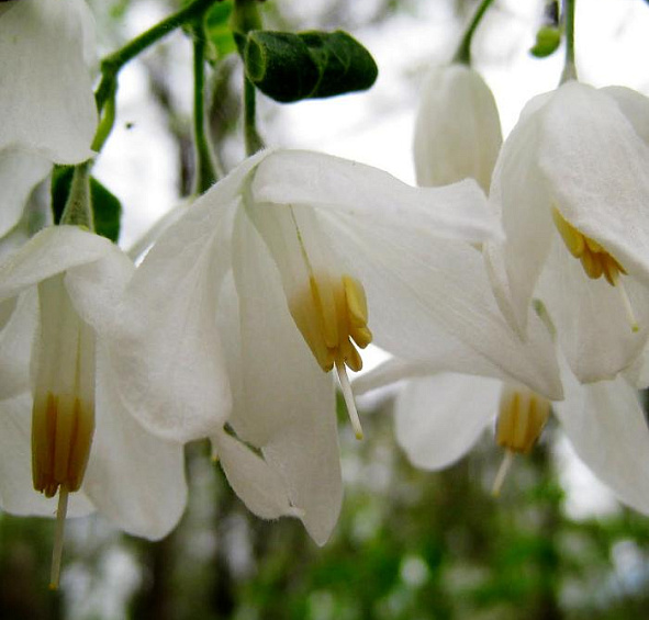 Халезия  каролинская