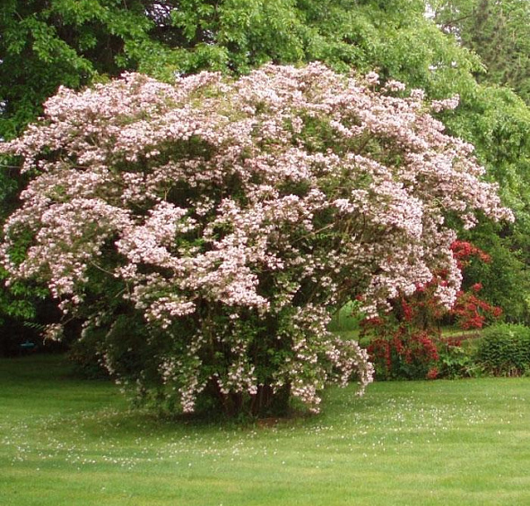 Сирень обыкновенная 'Бель де Ненси' (бело - розовая)