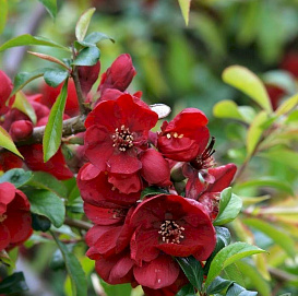 Айва японская 'Николине'