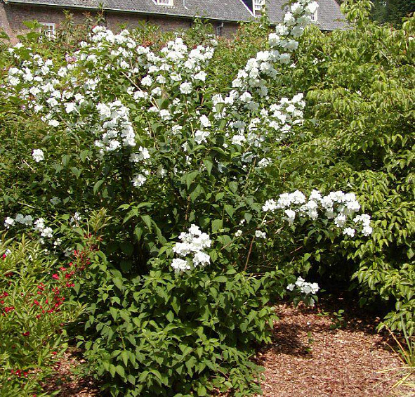 Чубушник Бель Этуаль (Belle Etoile)