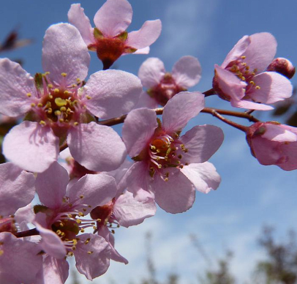 Черемуха обыкновенная 'Колората'