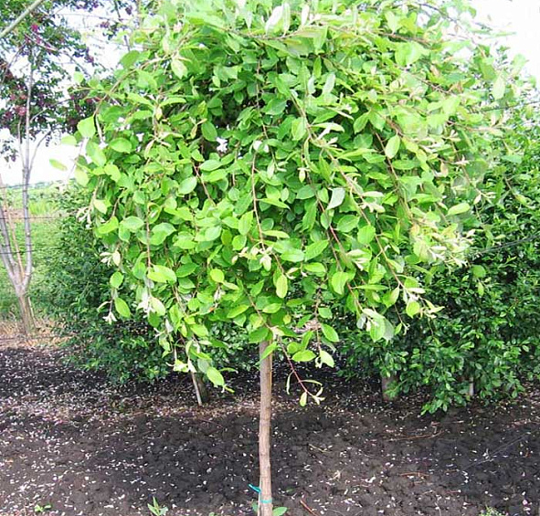 Ива козья 'Пендула'