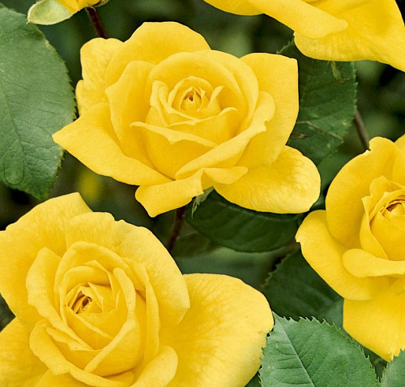 Роза 'Артур Бэлл' (флорибунда) (желтая)