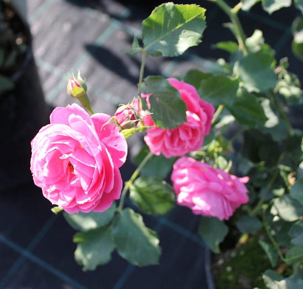 Роза 'Моин Моин' (флорибунда) (розовая)