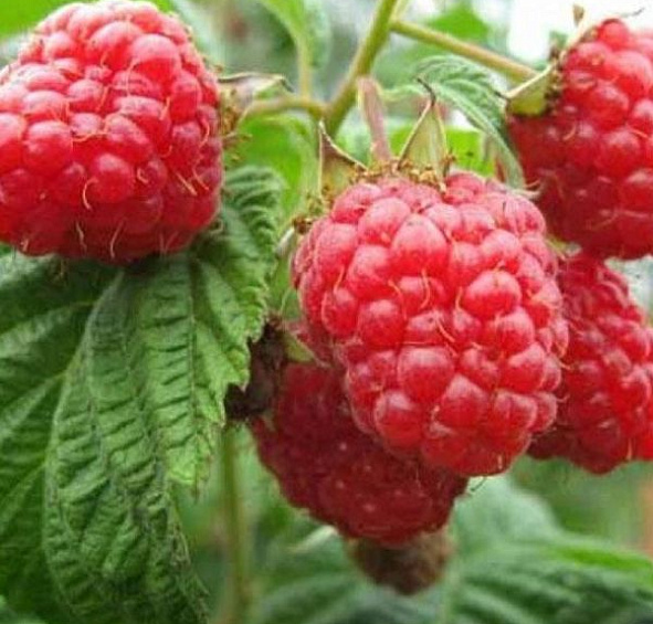 Малина 'Скромница'