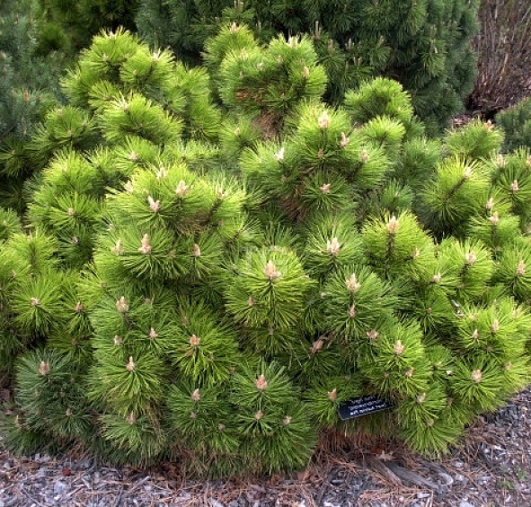 Сосна черная 'Хорнибрукиана'