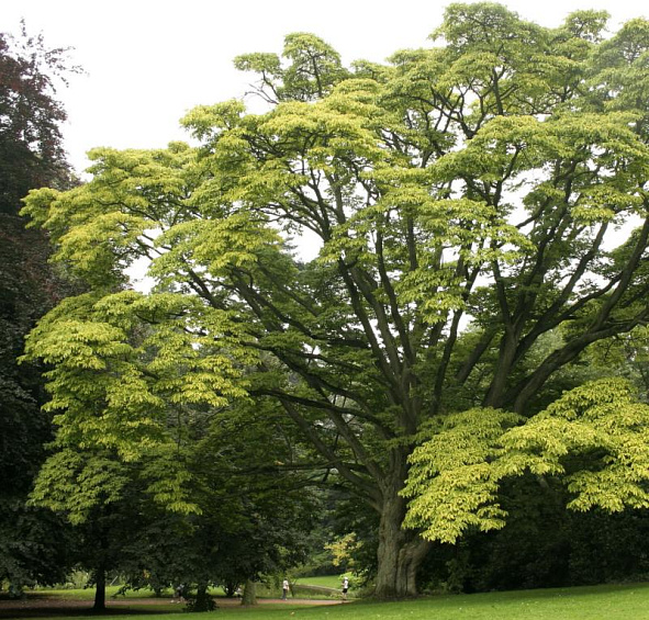 Бархат амурский