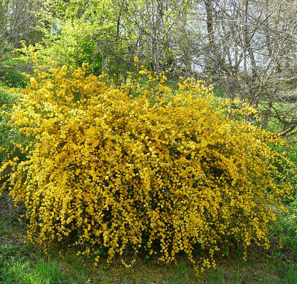 Керрия японская 'Пленифлора'