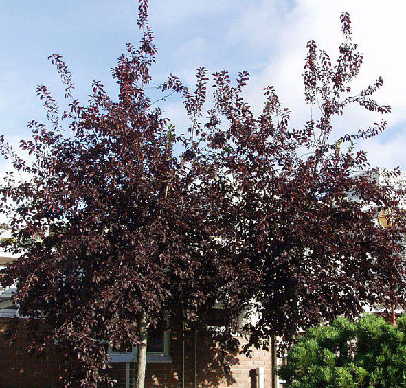 Черемуха виргинская 'Шуберт'