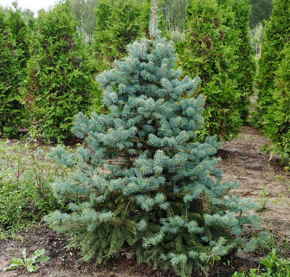 Ель колючая 'Глаука'