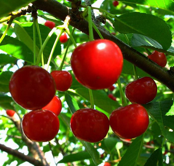 Вишня обыкновенная 'Любская'