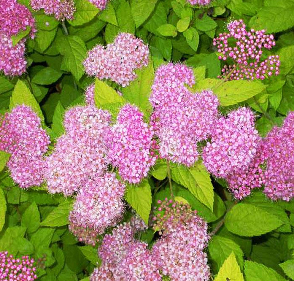 Спирея японская 'Голден Принцесс'